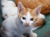 This is a cute kitty.