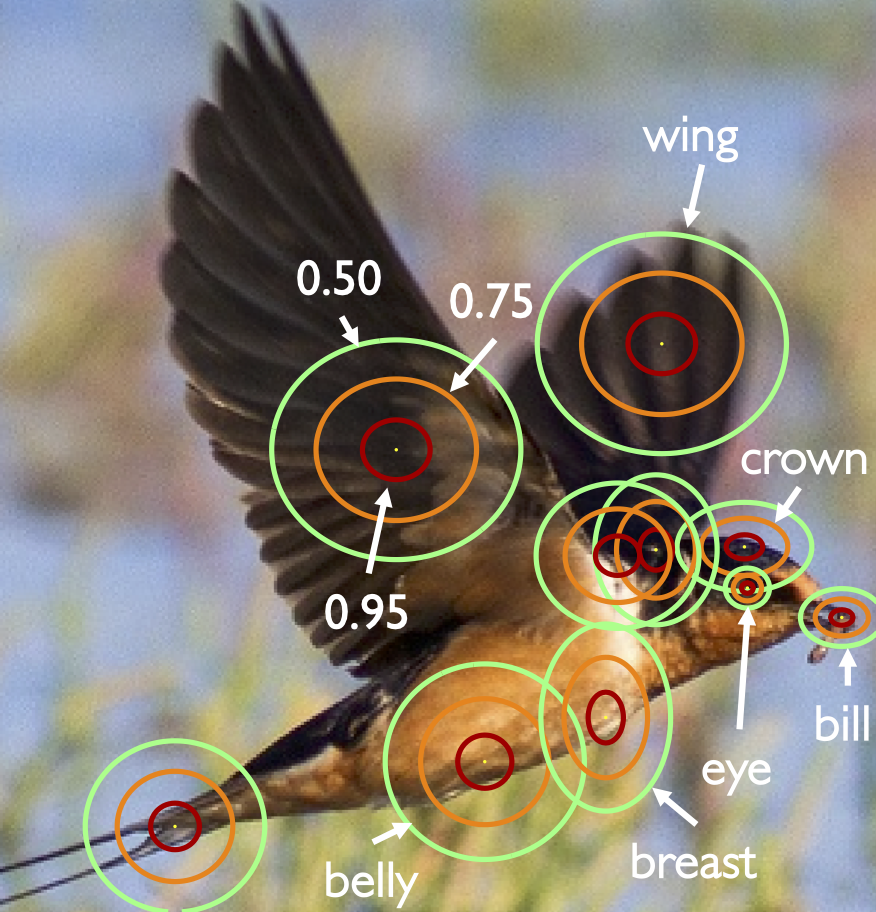 Bird Object Keypoint Similarity (OKS) thresholds